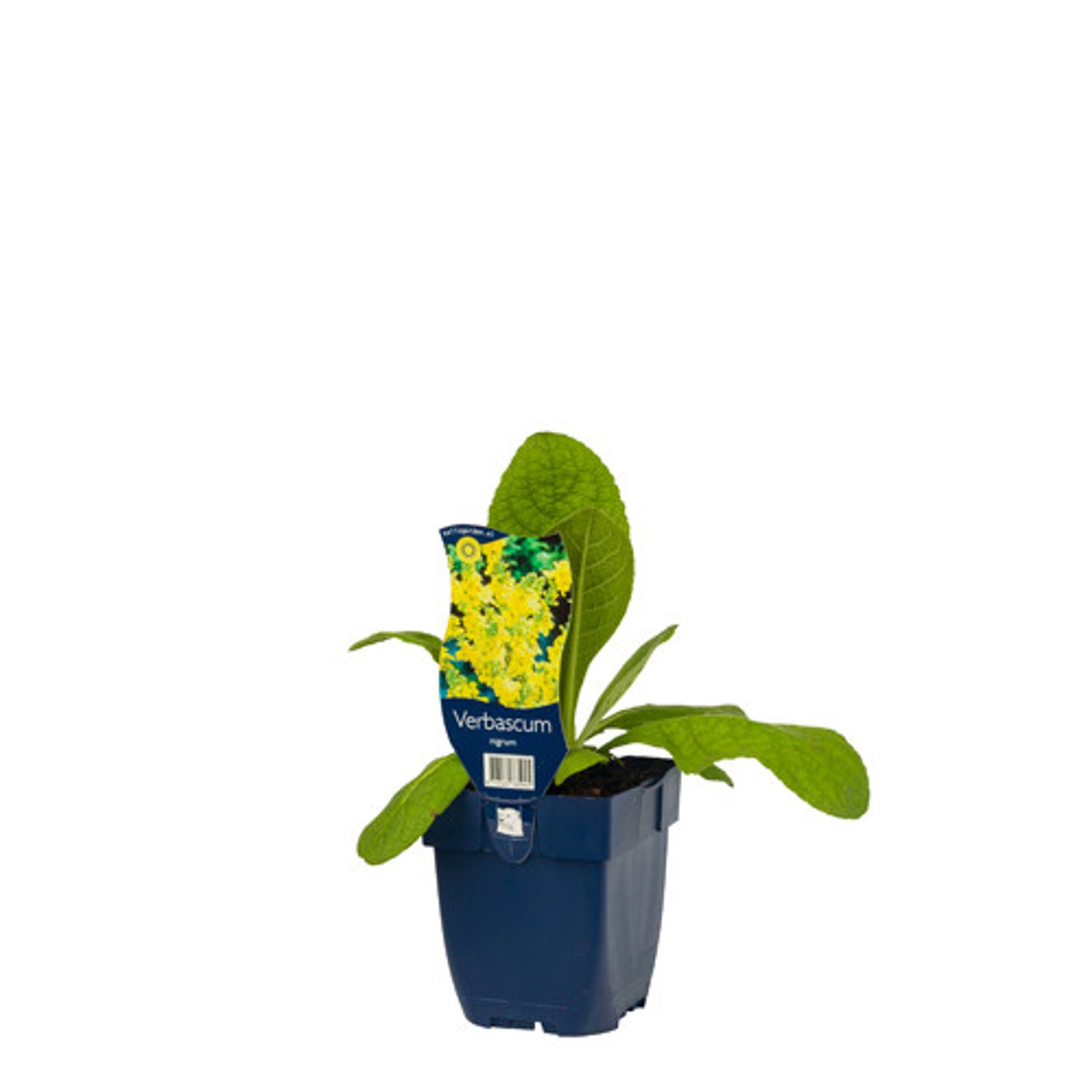 Verbascum nigrum - P11